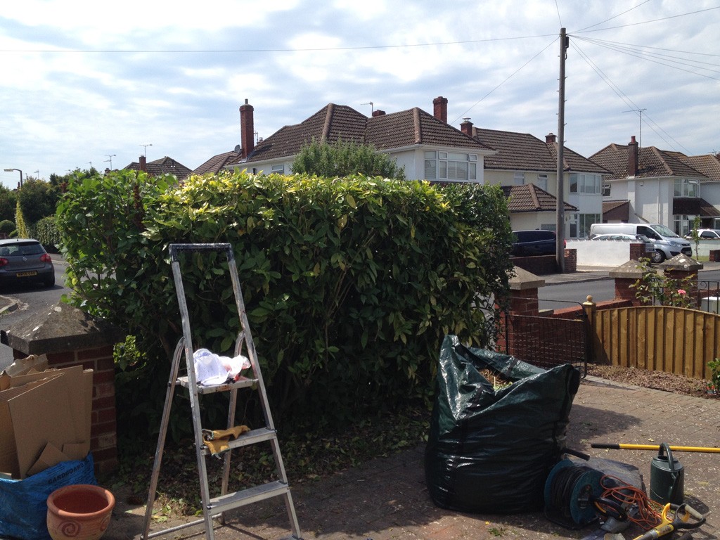 Front hedge after cutting