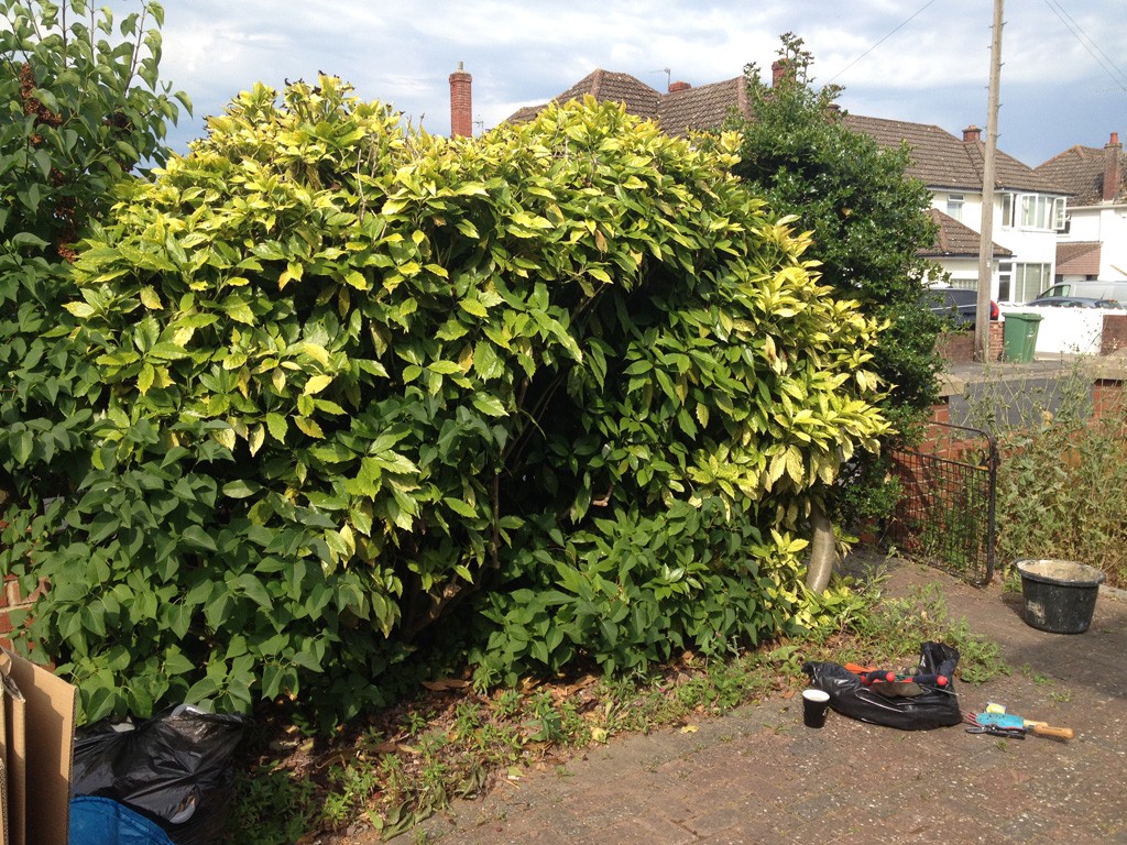Front hedge before cutting