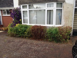 Hedge in front of house after cutting