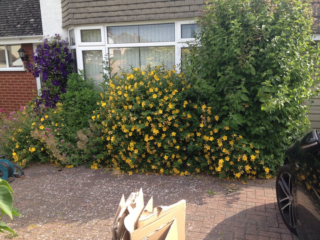 Hedge in front of house before cutting